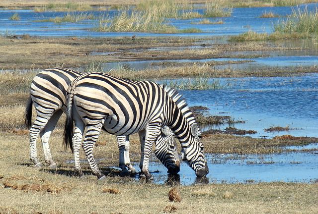 アフリカ・ボツワナでおすすめの観光スポット４選！動物保護区や塩で真っ白な国立公園も