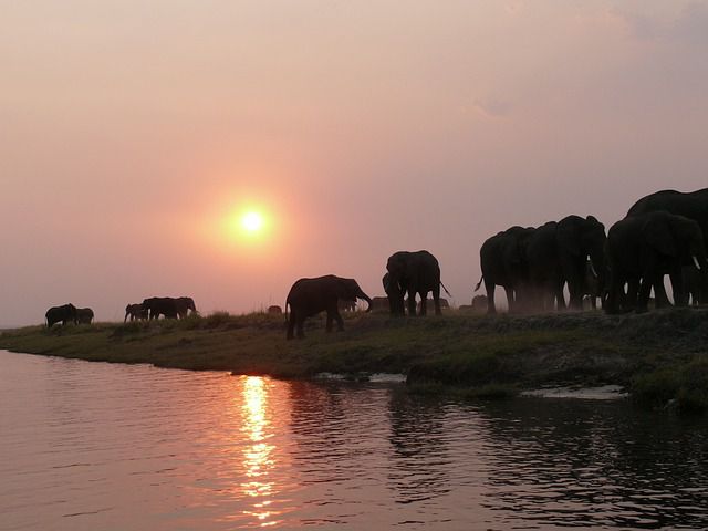 アフリカ・ボツワナでおすすめの観光スポット４選！動物保護区や塩で真っ白な国立公園も