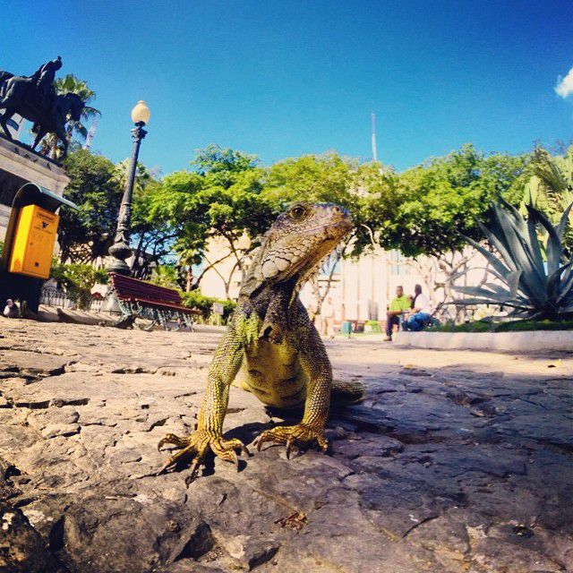 エクアドル・グアヤキル観光の穴場スポット！セミナリオ公園はイグアナの楽園！