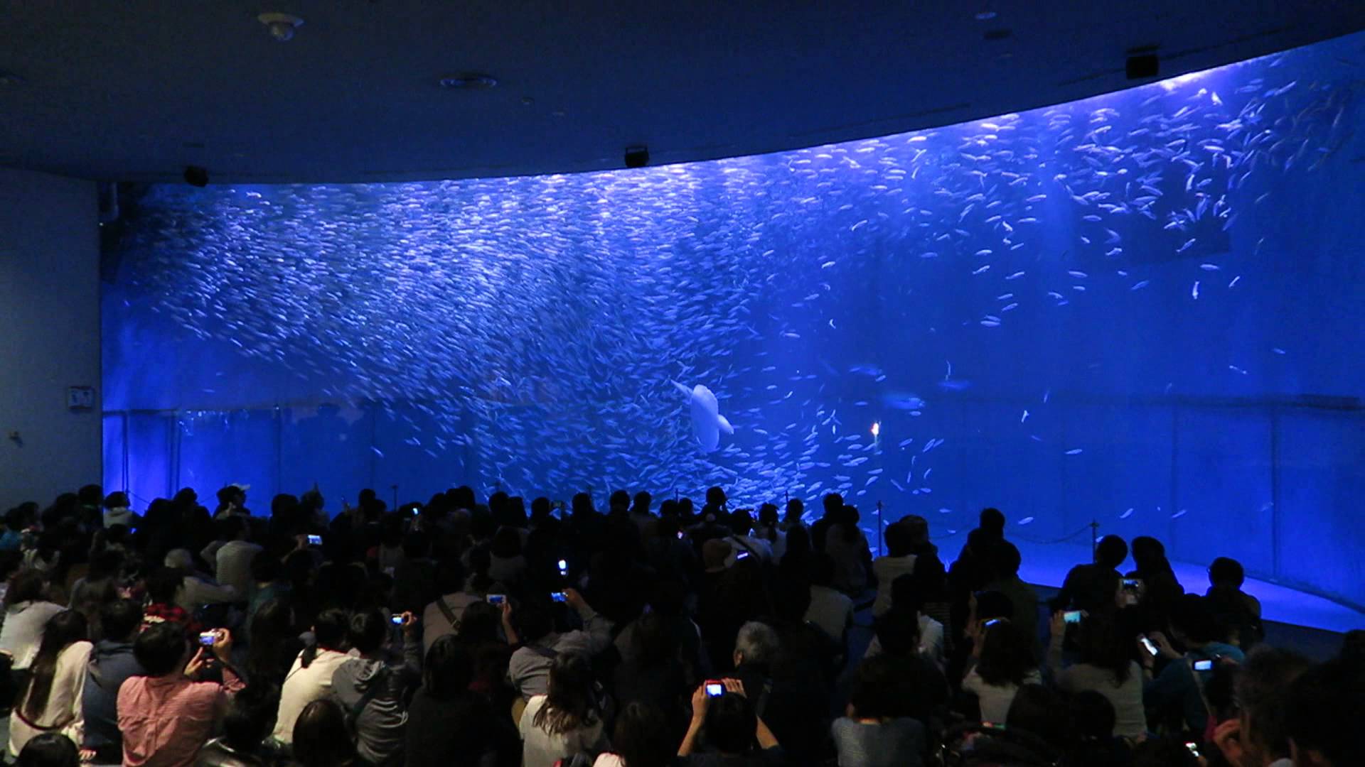目玉は巨大なシャチ！名古屋港水族館で世界中の海の生物を拝もう