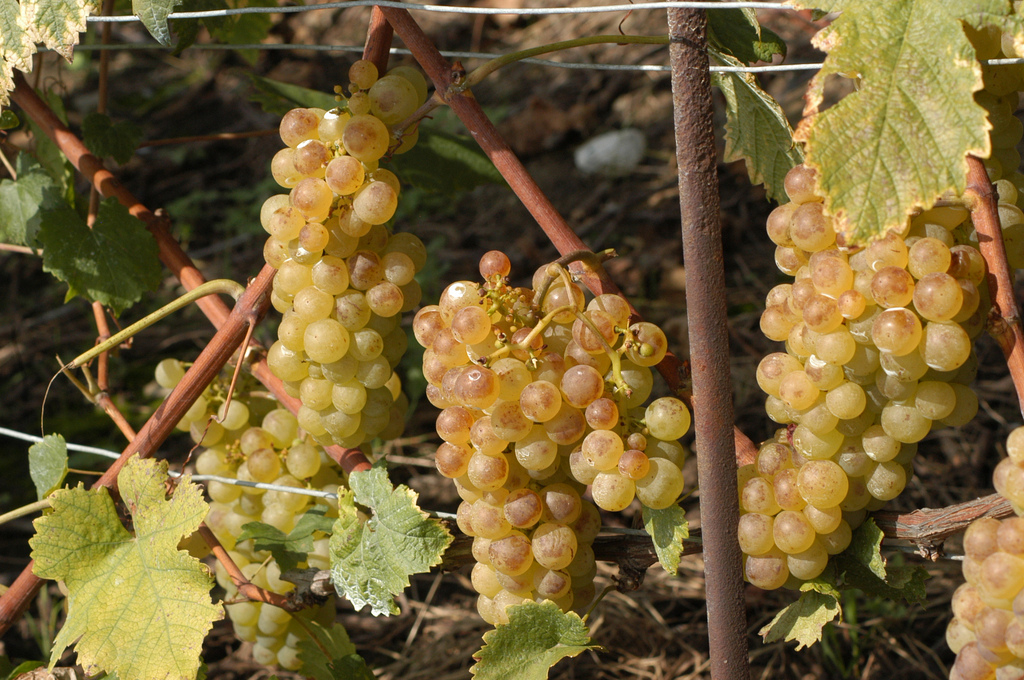 スイス世界遺産ラヴォー地区で人気の葡萄畑とおすすめ絶品ワイン徹底ガイド