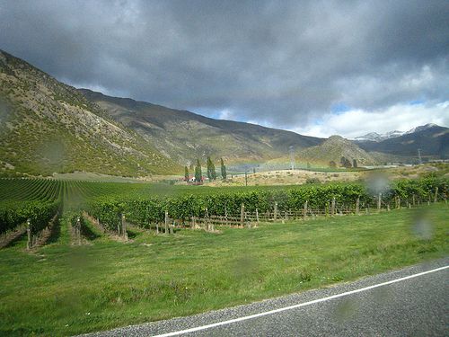 ニュージーランド観光でワイナリーを巡ろう！おすすめ５スポット紹介