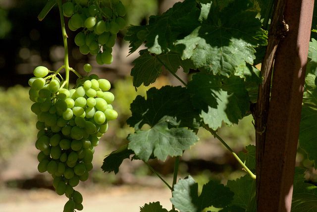 ポルトガル各地の名産ポルトガルワインとワイナリーおすすめ７選