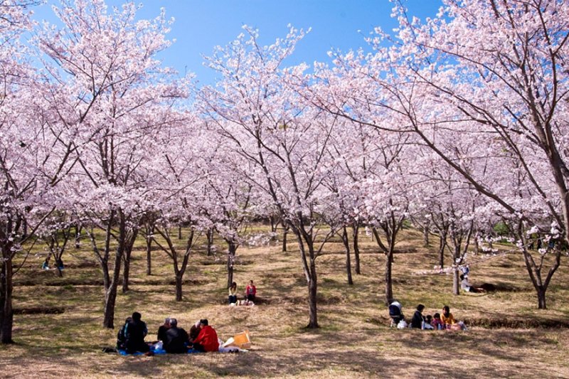 【日本列島】春を告げる桜を観に行こう！全国おすすめ桜スポット6選！