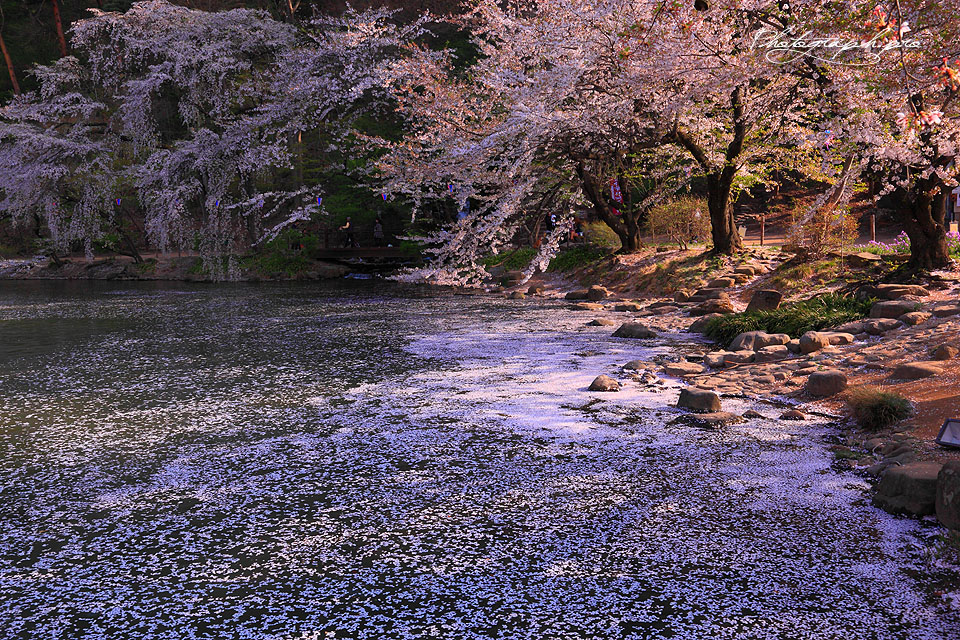 【日本列島】春を告げる桜を観に行こう！全国おすすめ桜スポット6選！