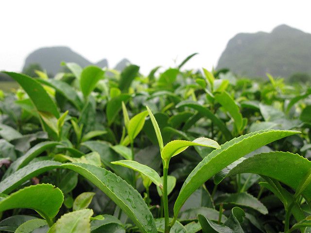 中国・上海で人気のおすすめ中国茶葉7選！伝統的な味わいを楽しもう