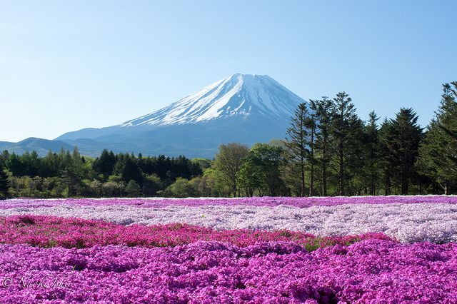 山梨県・富士五湖周辺にあるおすすめ有名ベーカリー 3選！富士のふもとで絶品パン♪