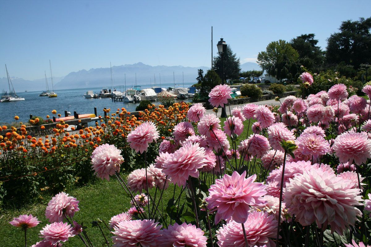スイス・クルーズ観光！美しいレマン湖畔の街を水上から巡ろう！