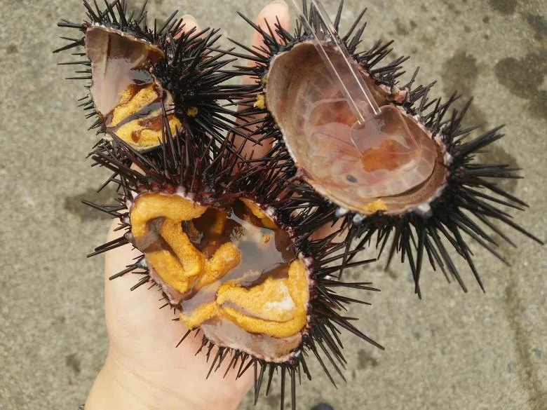 小袖海女センター 生うに