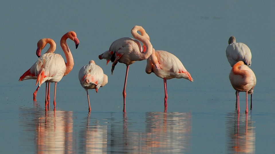 フラミンゴの楽園、ケニア・ボゴリア湖はあたり一面ピンクの世界！