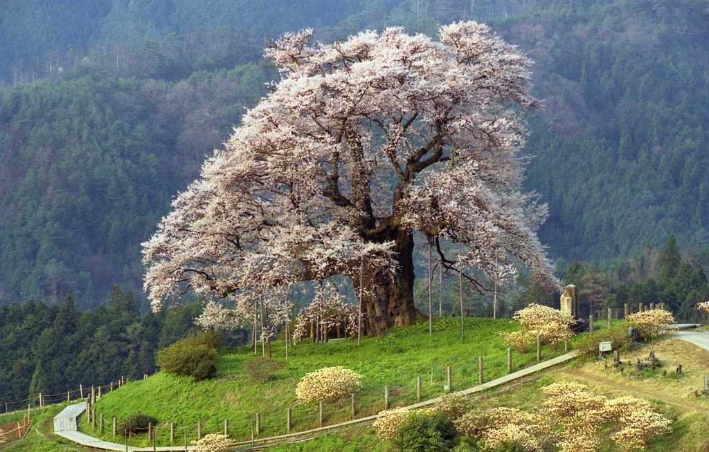一本桜の名所６選！日本で一番桜が綺麗に見られるスポットはどこ！？