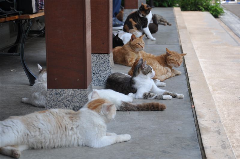 猫好き集まれ！”ぬこ寺”の異名を持つ「福井県 御誕生寺」見渡す限り猫だ特集
