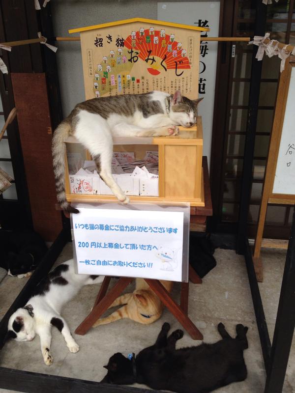 猫好き集まれ！”ぬこ寺”の異名を持つ「福井県 御誕生寺」見渡す限り猫だ特集
