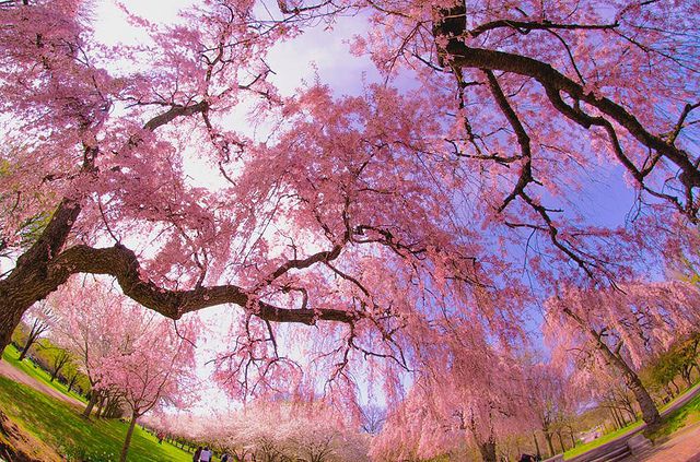 春のアメリカ旅行に！美しい桜の名所に立ち寄ってみませんか？