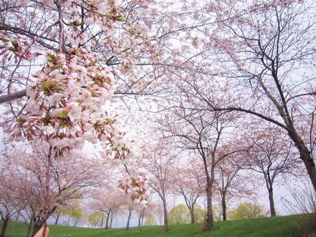 春のアメリカ旅行に！美しい桜の名所に立ち寄ってみませんか？
