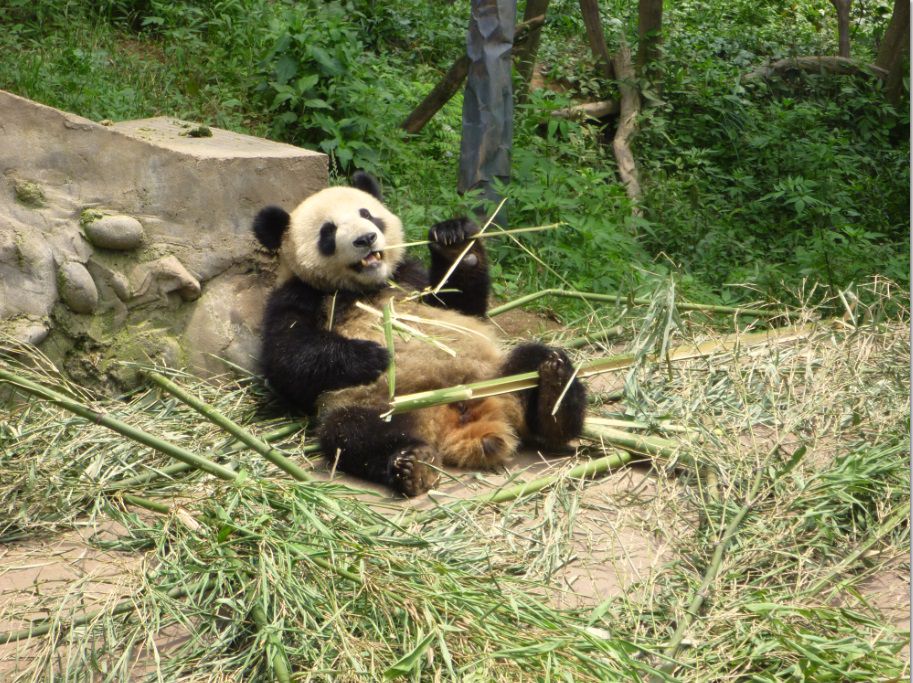 中国・四川省雅安市でパンダ飼育ボランティアを体験できる旅！