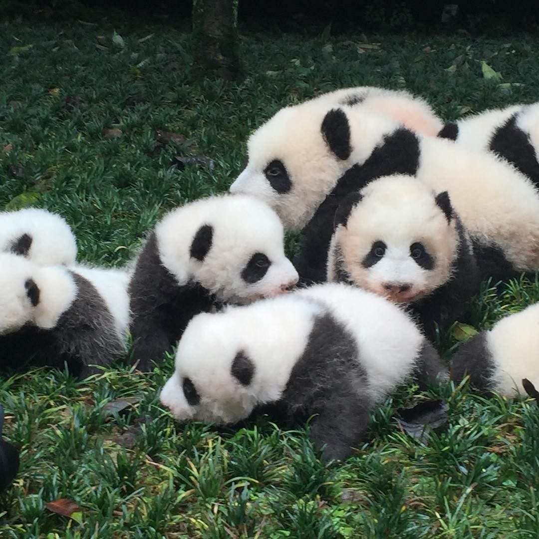 中国・四川省雅安市でパンダ飼育ボランティアを体験できる旅！