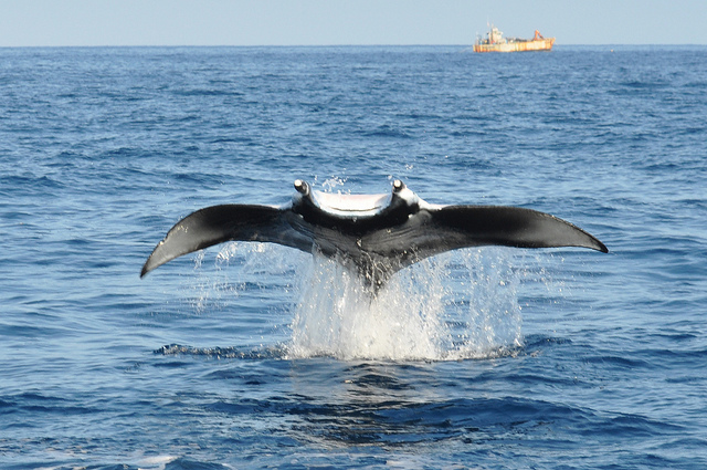 ニューカレドニアで出会える海の生き物・動物５選！透き通った海で一緒に泳ぎたい！