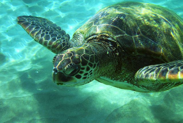 ニューカレドニアで出会える海の生き物・動物５選！透き通った海で一緒に泳ぎたい！