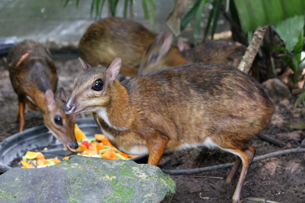 手乗りジカ？豆鹿マウスディアーに会える動物園３選【上野・シンガポール・マレーシア】