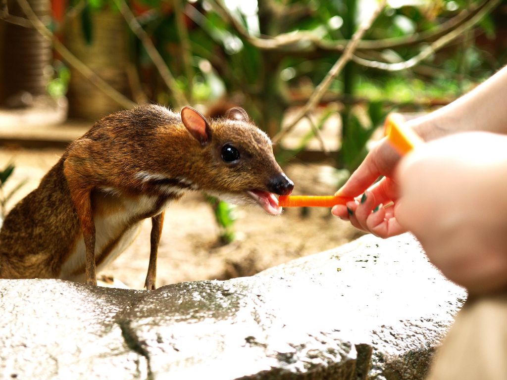 手乗りジカ？豆鹿マウスディアーに会える動物園３選【上野・シンガポール・マレーシア】