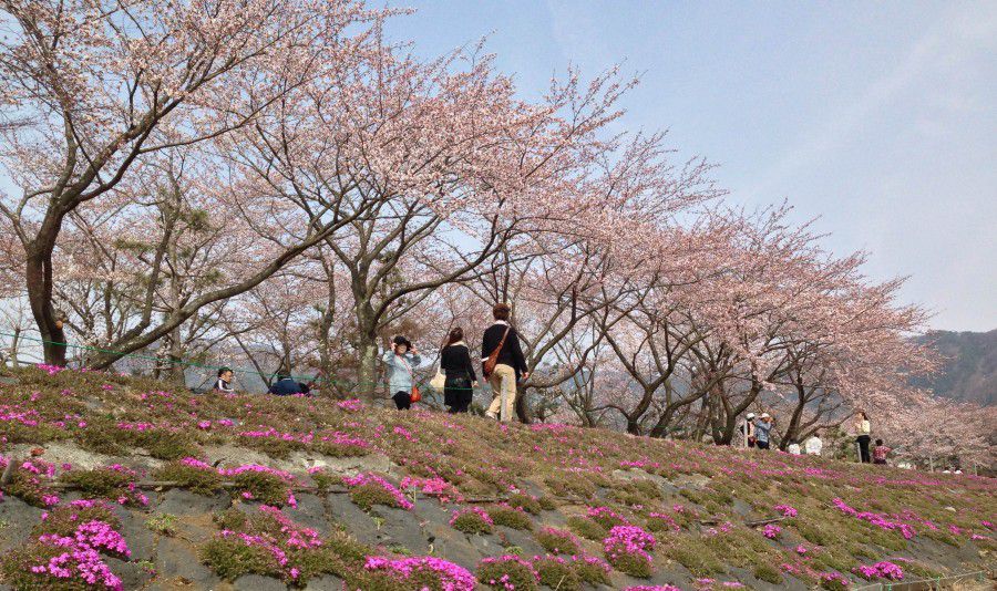 山梨でおすすめの富士山お花見スポット3選！これぞ日本の絶景にうっとり♡