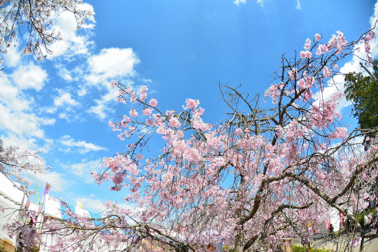 山梨でおすすめの富士山お花見スポット3選！これぞ日本の絶景にうっとり♡