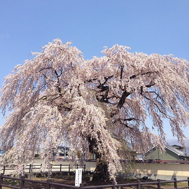 北海道旅行函館・北斗市お花見スポット5選！北海道新幹線で行く春・GWにぴったりのお出かけ先