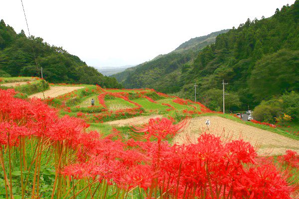 九州・福岡旅行で観たい棚田の絶景5選！朱の鮮やかな美を感じよう