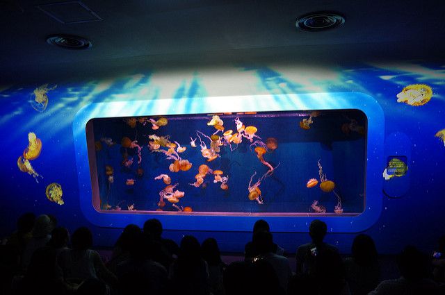 新江ノ島水族館の見どころ＆魅力とは？イルカショーがすごすぎる！