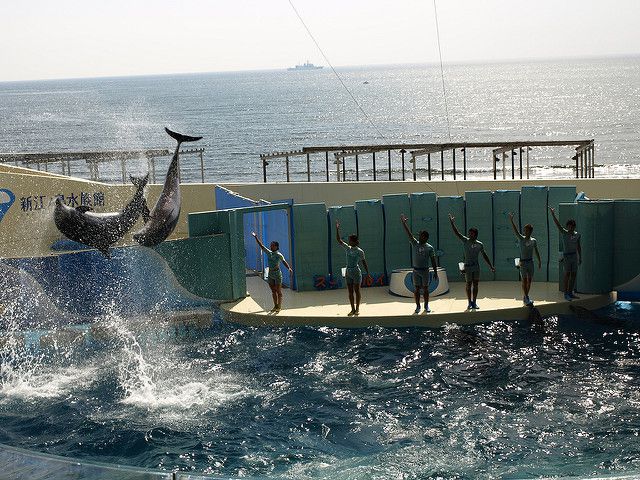新江ノ島水族館の見どころ＆魅力とは？イルカショーがすごすぎる！