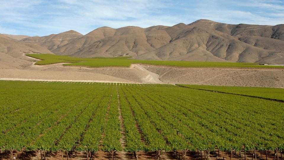 チリの有名ワイナリー観光へ！IWSCで3年連続受賞したワインを堪能
