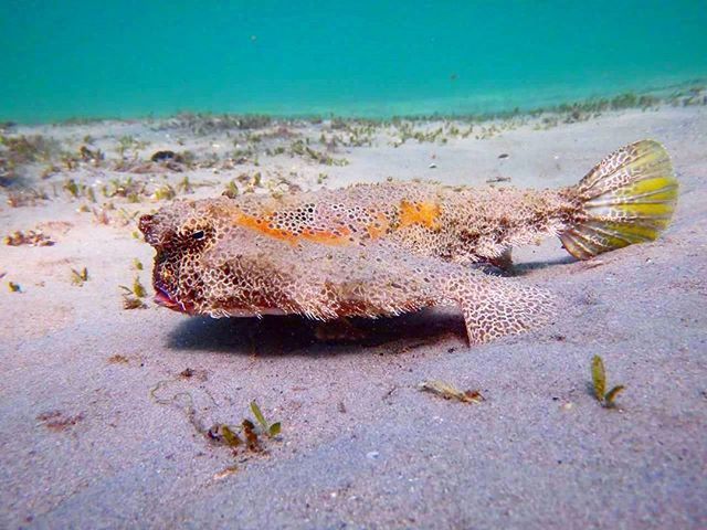 ガラパゴス・バルトロメ島の珍生物バットフィッシュ！ダイビングで出会える真っ赤な口紅の海洋生物