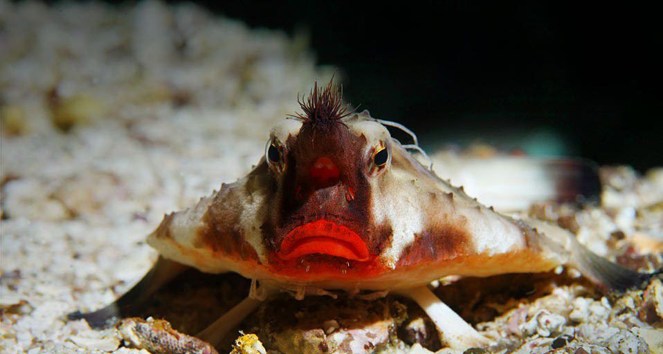 ガラパゴス・バルトロメ島の珍生物バットフィッシュ！ダイビングで出会える真っ赤な口紅の海洋生物