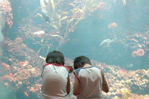 新潟にある人気の上越市立水族博物館まとめ
