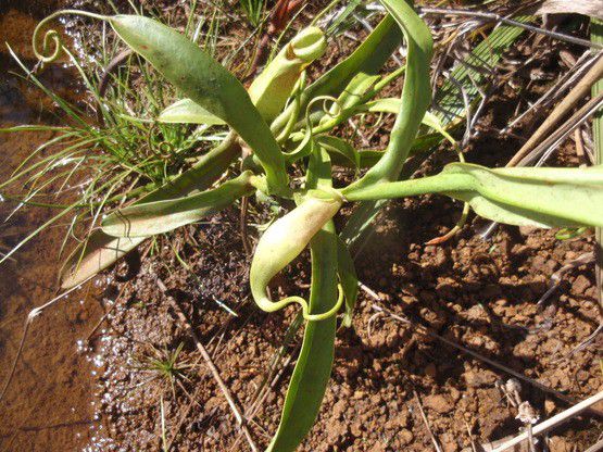 ニューカレドニアで見つけたい固有種植物を一挙ご紹介！ここでしか見られない超希少種をこの目で