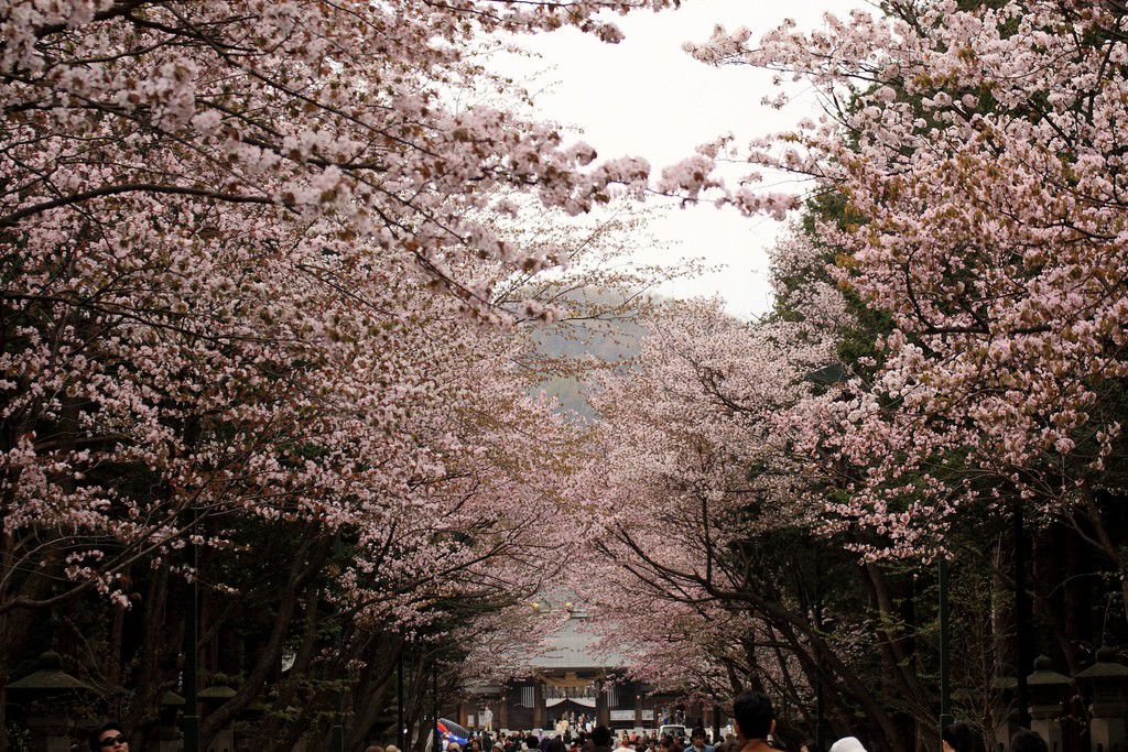 ゴールデンウィークは札幌でお花見！桜の綺麗なスポット5選