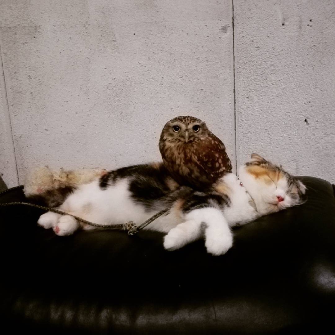 フクロウと猫がラブラブ！大阪北区にある「フクロウコーヒー」　