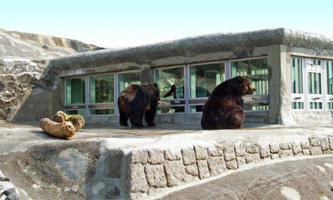 のぼりべつクマ牧場の熊がかわいい！食事処にはラーメンやジンギスカンも