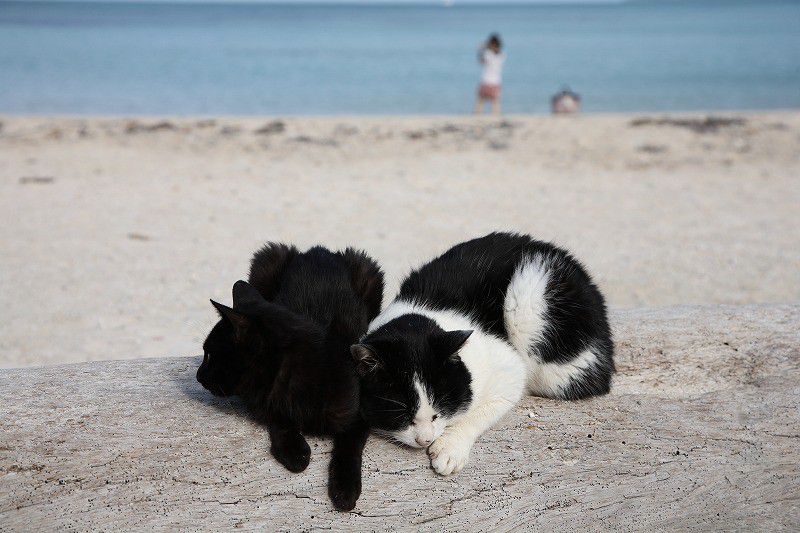 沢山の猫たちに会える♪ 竹富島「コンドイビーチ」へ行こう！