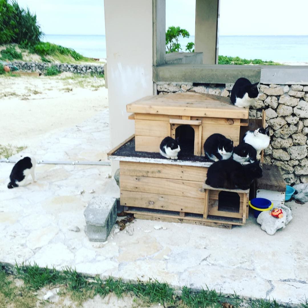沢山の猫たちに会える♪ 竹富島「コンドイビーチ」へ行こう！