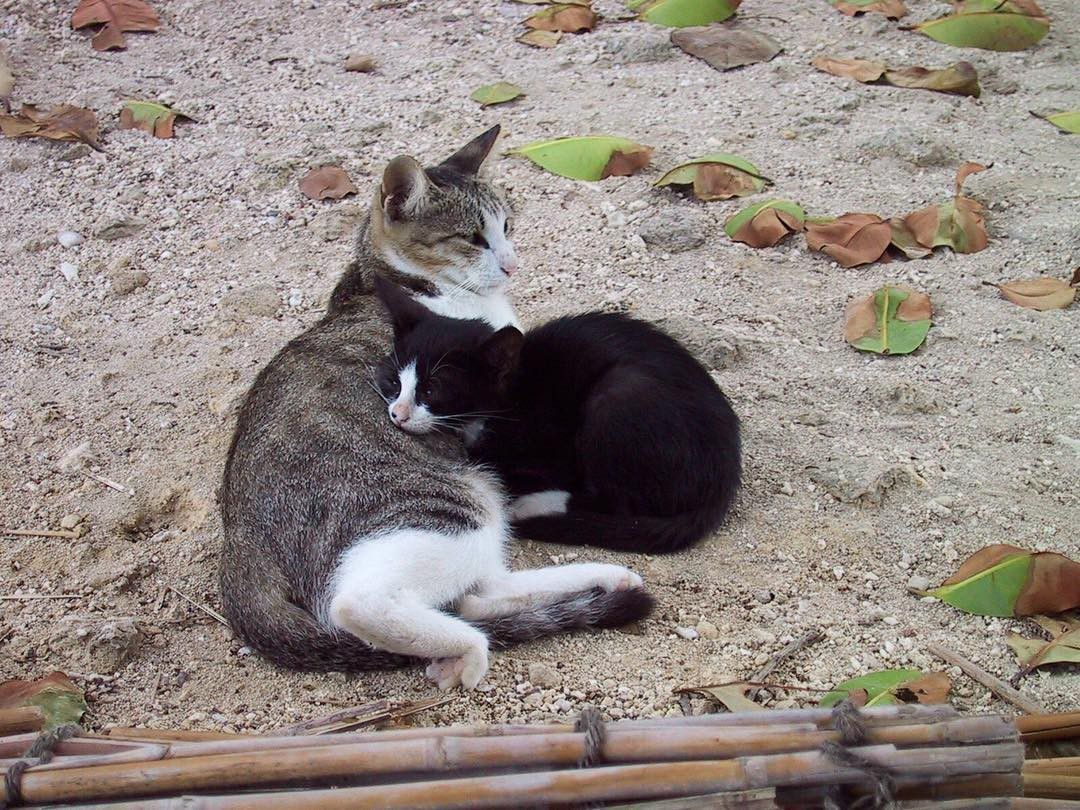 沢山の猫たちに会える♪ 竹富島「コンドイビーチ」へ行こう！