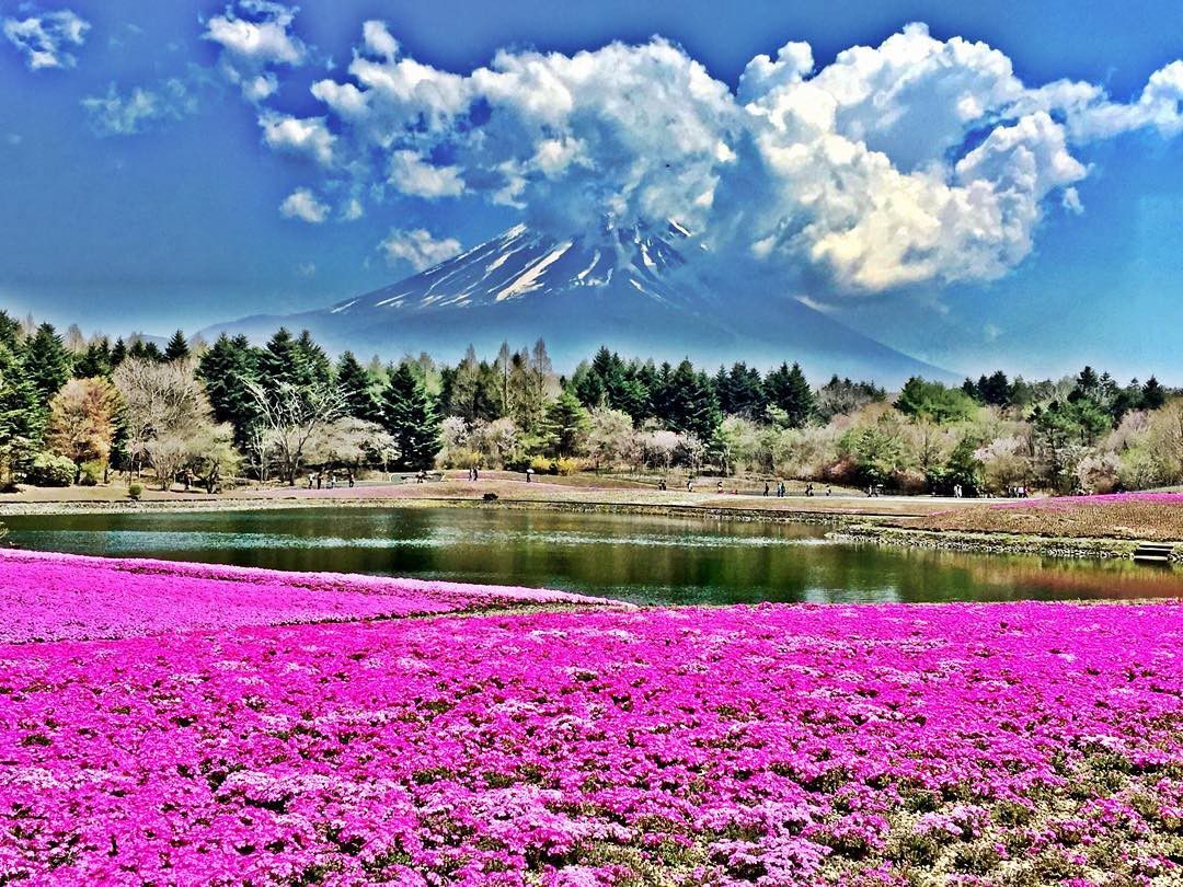 【日本国内】チューリップや芝桜を愛でる絶景観光スポット４選