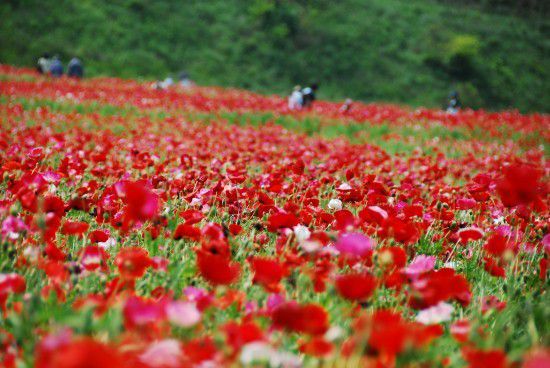 【日本国内】チューリップや芝桜を愛でる絶景観光スポット４選