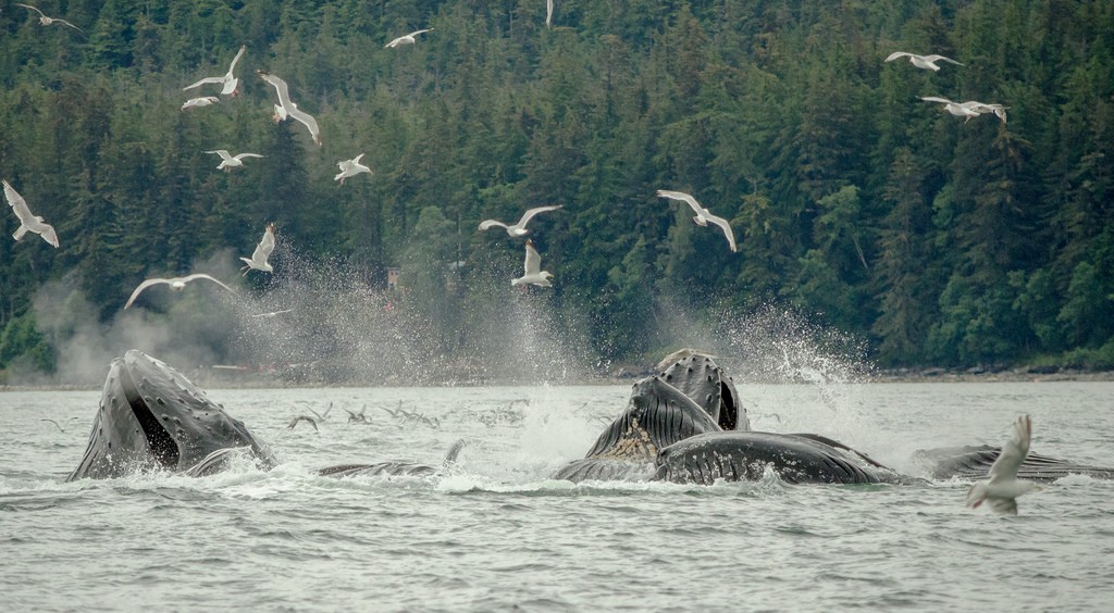 カナダの大自然で出会える野生動物５選～アザラシ・クジラ・クマ～