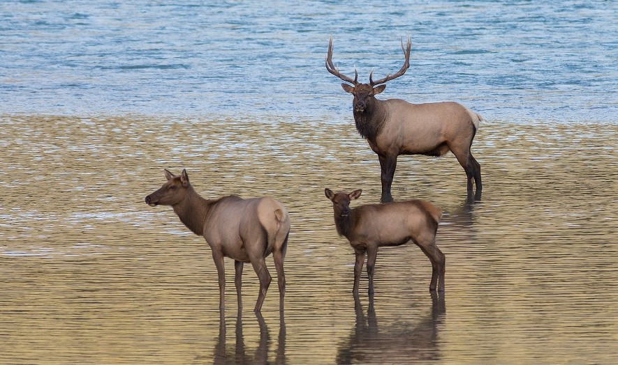 カナディアンロッキーの大自然に住む動物８種類！観光で遭遇したら超ラッキー！
