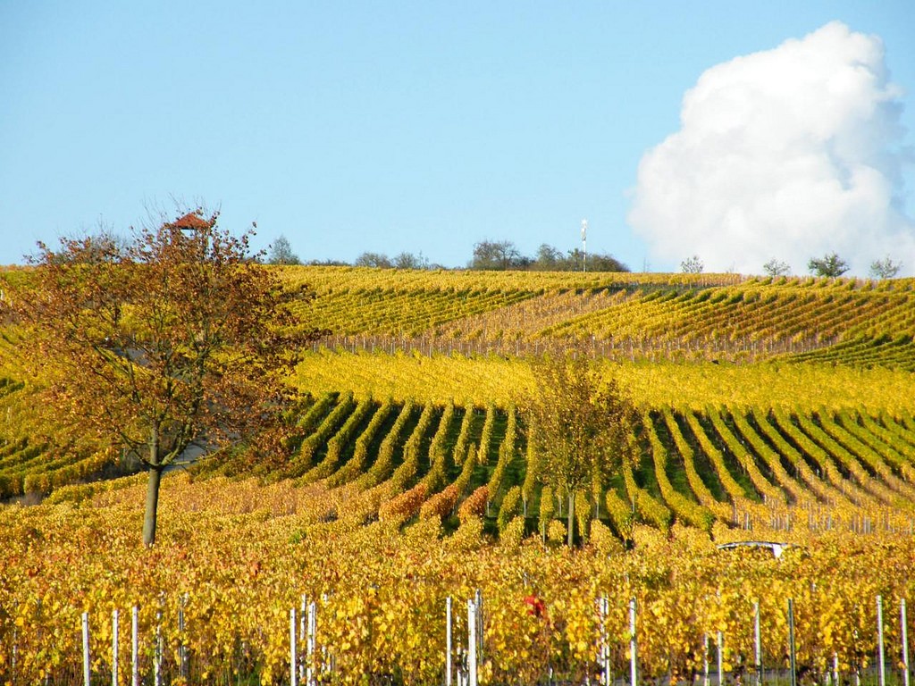 ドイツ産ワインはおいしい！有名なドイツワインの産地おすすめ５選
