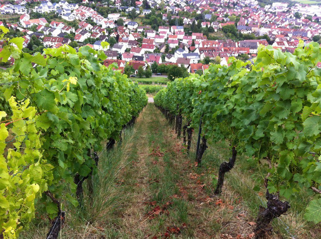 ドイツ産ワインはおいしい！有名なドイツワインの産地おすすめ５選