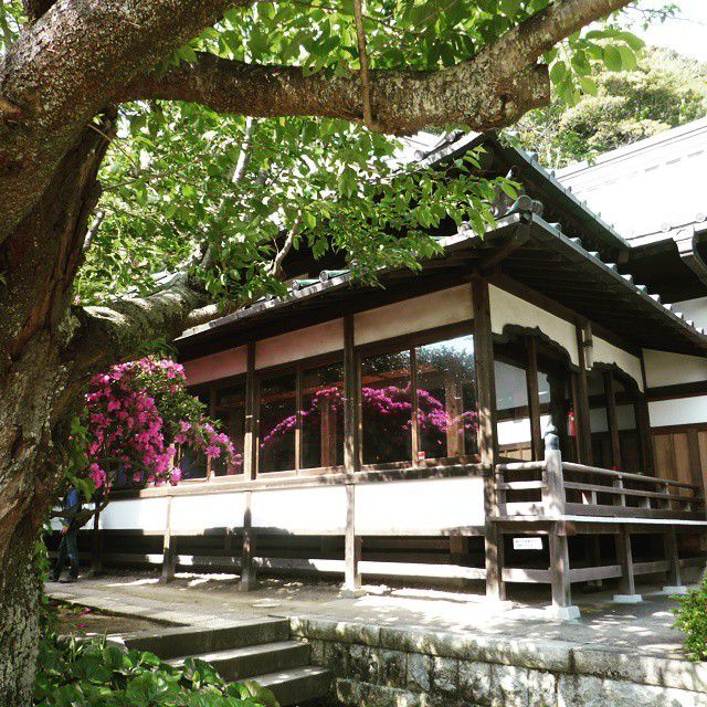 週末は鎌倉にお出かけ！安養院でつつじが美しい散策スポット４選