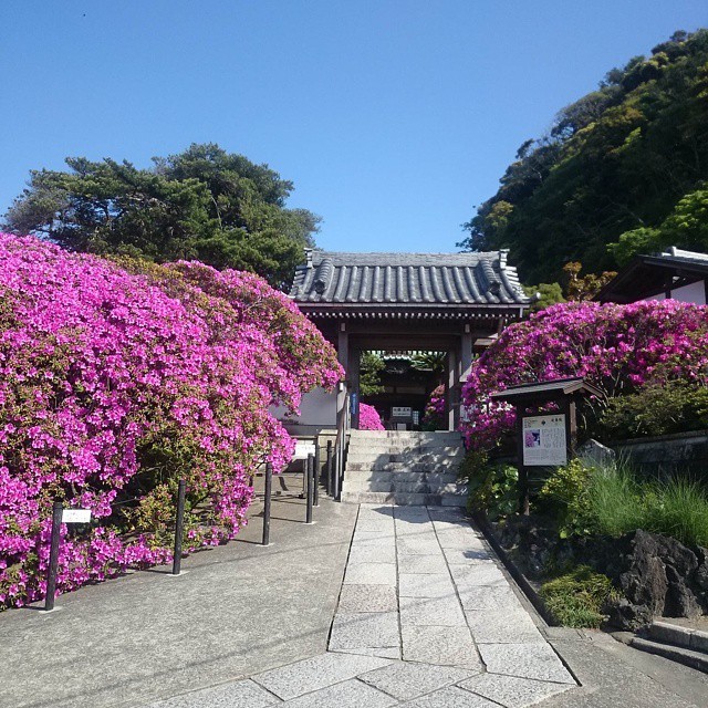 週末は鎌倉にお出かけ！安養院でつつじが美しい散策スポット４選